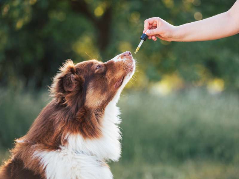 Zoetis Case Study A dog being given medicine.
